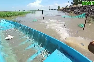 Bắt hàng chục ký cá linh bằng xuồng ba lá