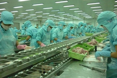 Giải cứu cá tra