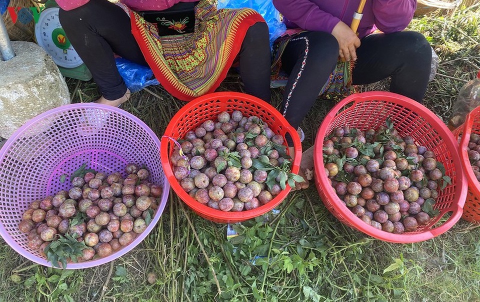 Mận Mộc Châu vào mùa thu hoạch, nông dân kiếm tiền triệu mỗi ngày - 15 Mận Mộc Châu vào mùa thu hoạch, nông dân kiếm tiền triệu mỗi ngày - 15