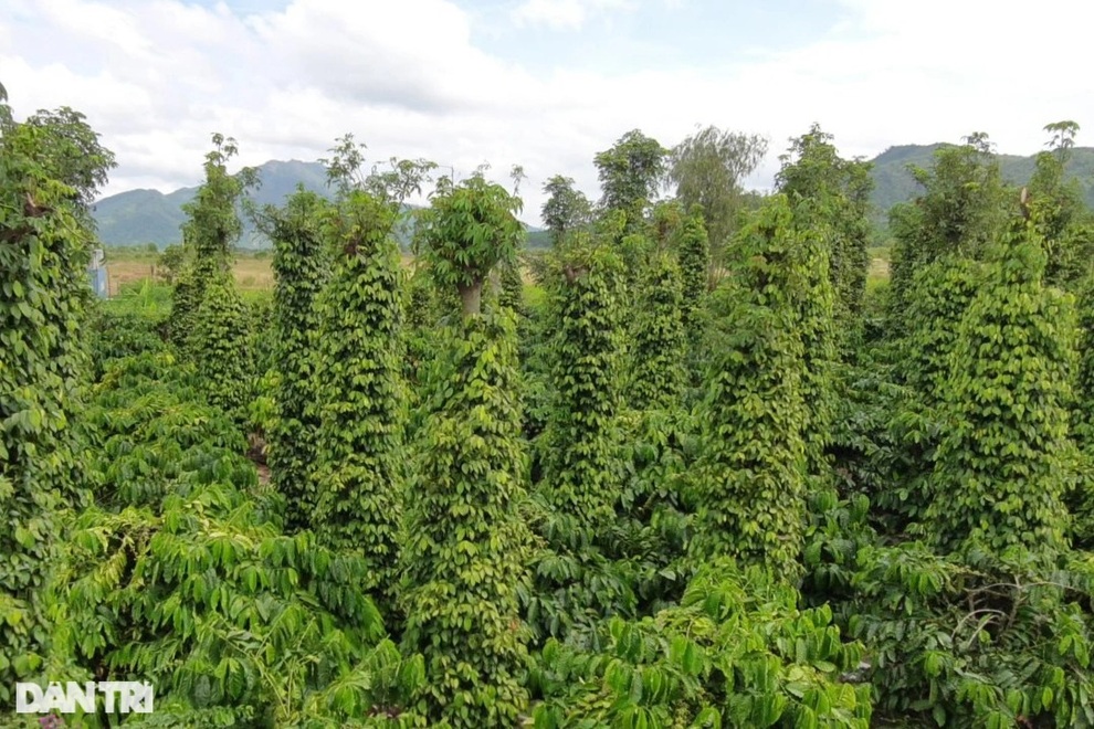 Giá vàng đen của Tây Nguyên tăng cao ngất, nông dân... tiếc đứt ruột - 5 Giá vàng đen của Tây Nguyên tăng cao ngất, nông dân... tiếc đứt ruột - 5