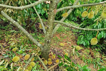 Dông lốc quét qua vườn cây "tỷ đô", nông dân mất trắng hàng trăm triệu đồng