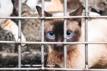 Bắt nhóm trộm cắp, mua bán mèo ở TPHCM