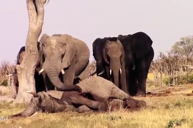 Khoảnh khắc đàn voi đau buồn bên xác bạn khiến nhiều người cảm động