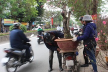 Xe ôm bỏ việc chở người, chuyển hướng chở đào, quất thu tiền triệu