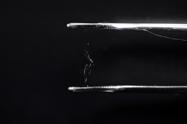 Chất liệu của tương lai: Kết hợp giữa sợi gỗ và… tơ nhện?