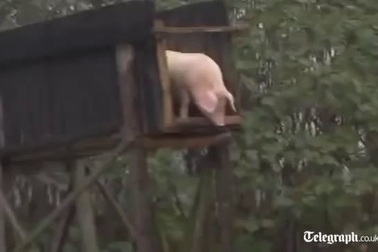 Ngắm đàn lợn nhảy cầu, bơi lội thoăn thoắt dưới nước