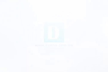 Cá khủng về thành Vinh.