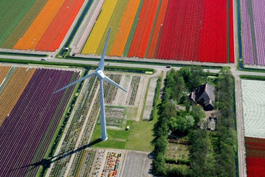 Chiêm ngưỡng cánh đồng hoa tuy-líp tuyệt đẹp ở Hà Lan