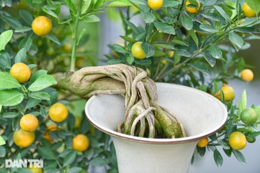 Loại quất có rễ chồi khỏi đất, hình dáng lạ hút khách săn lùng