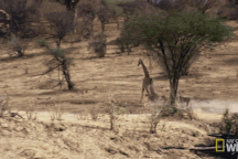 Bị sư tử đeo bám, hươu cao cổ tung cước đá văng đối thủ