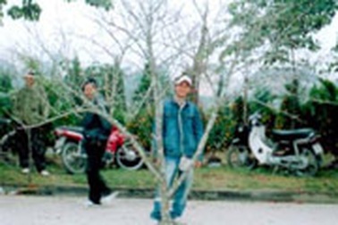 Nghệ An: Hoa đào “đá” xuống phố!