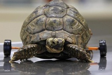 Lắp bánh xe cho rùa