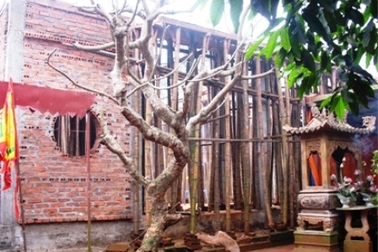 Tự ý trùng tu “phá hỏng” di tích quốc gia