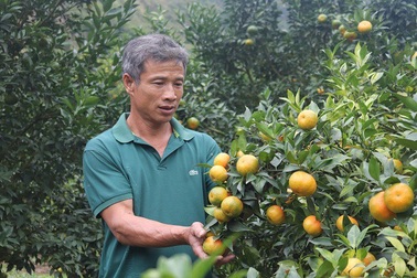 Lãi 250 triệu mỗi năm từ 750 gốc cam Canh trồng trên đất dốc