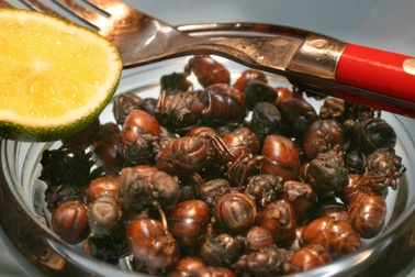 Món kiến “mông to”, người dân nhai rôm rốp thay cơm