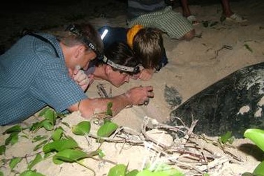 Rùa biển có khả năng quay về nơi “chôn nhau cắt rốn” để duy trì nòi giống