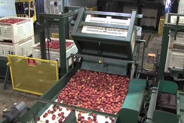 Quy trình thú vị về việc thu hoạch - đóng gói đào Georgia