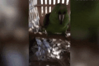 Clip: Bạn sẽ phải sửng sốt với “diễn viên lồng tiếng” hài hước khó tin này...