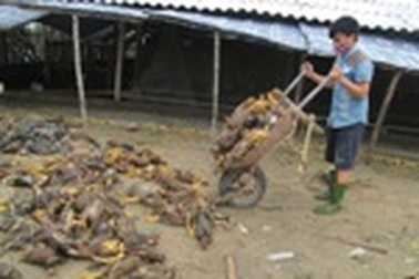 Khi bão đi qua miền sông nước