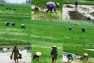 Bão số 2: Nông dân đội mưa ra đồng chăm sóc lúa kịp cho thời vụ