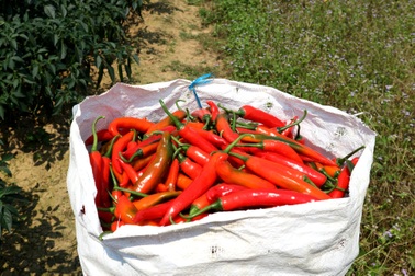 Nông dân "đứng ngồi không yên" vì ớt xuất khẩu rớt giá, đầu ra bấp bênh