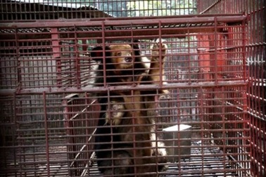 7 cá thể gấu được giải cứu sau gần 20 năm bị nuôi nhốt