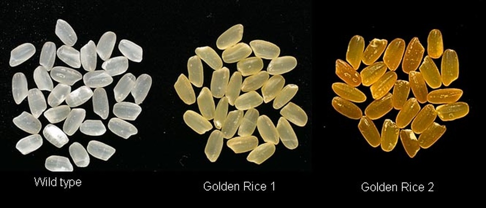 Gạo vàng biến đổi gen ở Philippines có gì đặc biệt, tính an toàn ra sao? - 2 Gạo vàng biến đổi gen ở Philippines có gì đặc biệt, tính an toàn ra sao? - 2