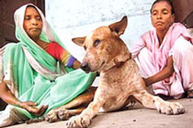 Chó đi tìm công lý suốt 5 năm