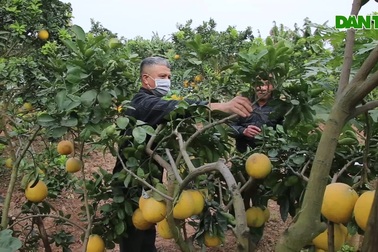 Đất bưởi Phú Diễn vào vụ tết