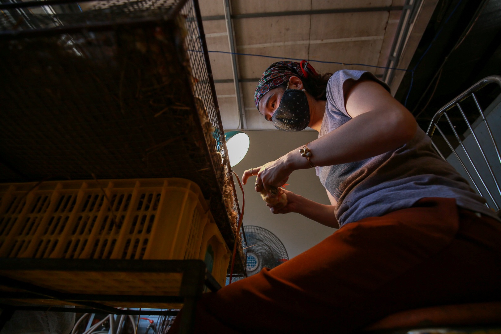 Nghề độc, lạ soi giới tính gà kiếm tiền triệu mỗi ngày - 9 Nghề độc, lạ soi giới tính gà kiếm tiền triệu mỗi ngày - 9