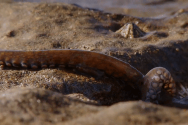 Loài bạch tuộc kỳ lạ có thể lên bờ săn bắt cua