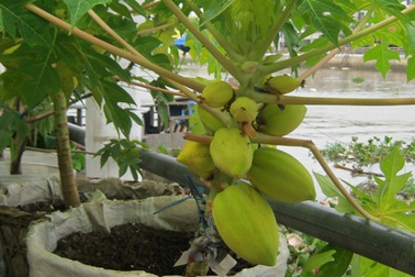 Những cây kiểng có “ngoại hình” độc đáo ở chợ miền Tây