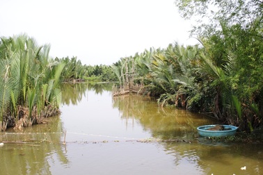 "Hy sinh" 50 ha rừng dừa để xây hồ chứa nước cho nhà máy giấy