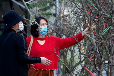 Hoa lê trái vụ xuất hiện nhiều tại chợ Quảng An