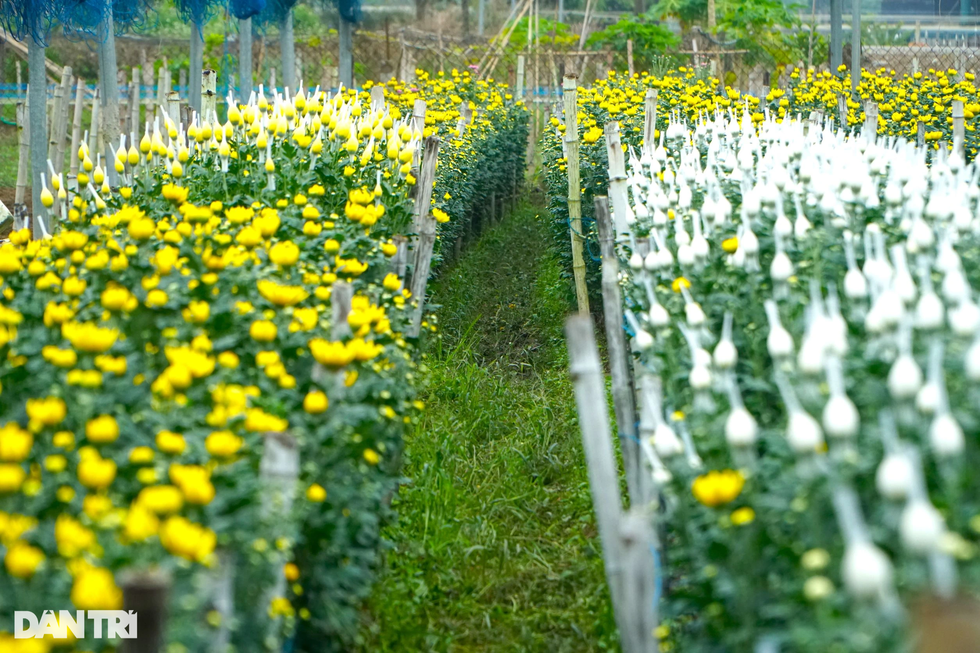 Nông dân vùng trồng hoa lớn nhất xứ Thanh tất bật vụ Tết - 6 Nông dân vùng trồng hoa lớn nhất xứ Thanh tất bật vụ Tết - 6