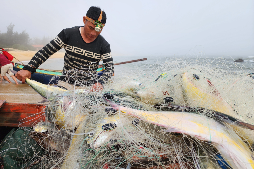 Fisherman wins 100 giant yellow and silver fish in one drag of the net - 1