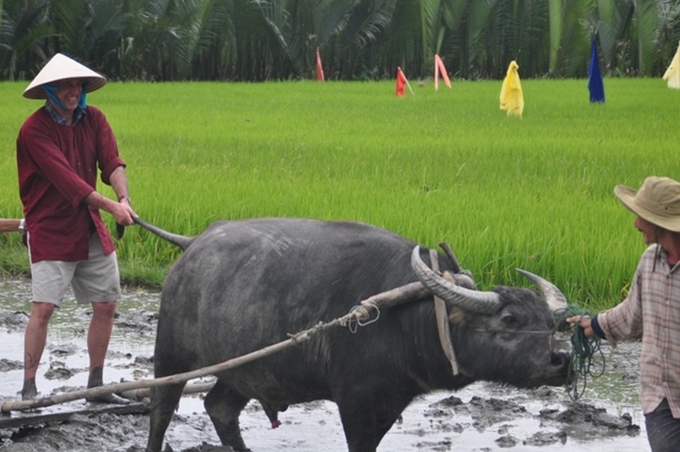 Đến trâu cũng thất nghiệp do dịch... Covid-19 - 2 Đến trâu cũng thất nghiệp do dịch... Covid-19 - 2