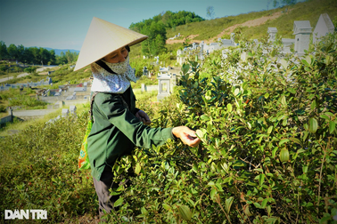 Lên núi gom "thần dược", nhặt tiền với loại quả dại một thời không ai thiết