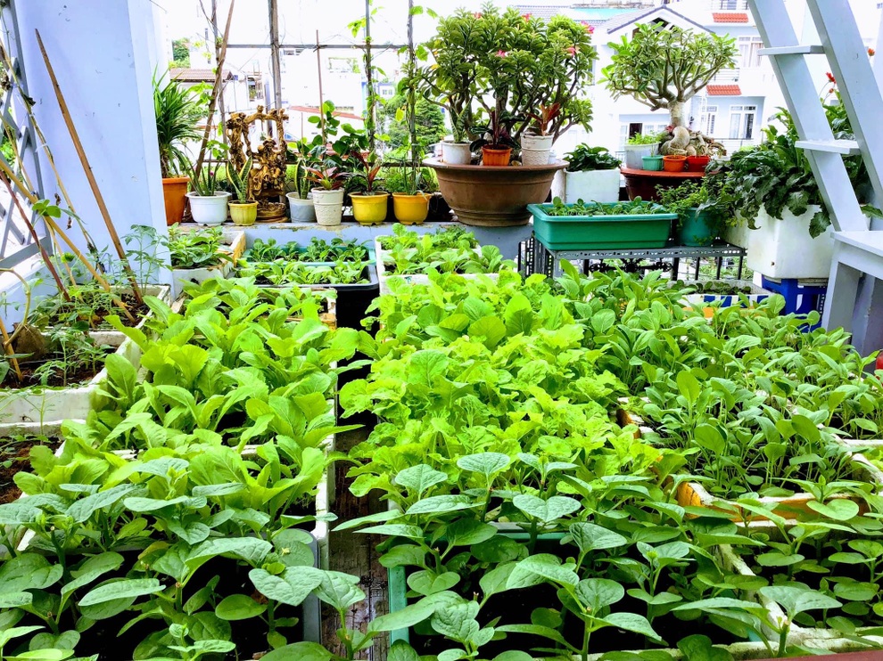 Vườn xanh mướt trên sân thượng giúp truyền cảm hứng... viết trăm bài thơ - 5