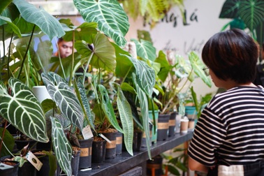 Choáng với thú chơi lá kiểng bạc tỷ của những dân chơi ở Hà Nội