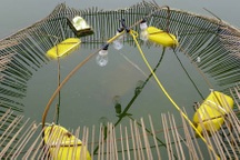 Bẫy rùa tai đỏ - có thể bạn chưa biết