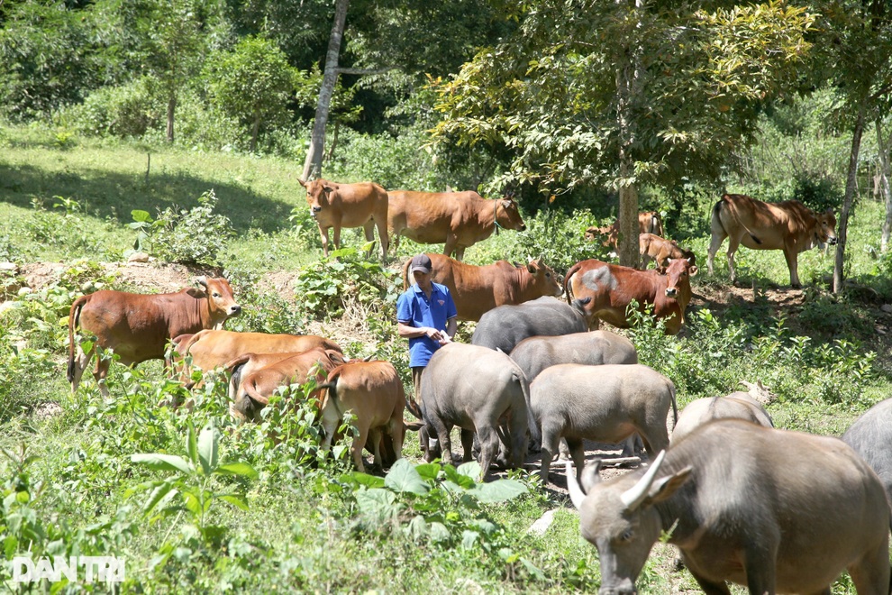 Tôi muốn sống được từ rừng và suối của bản, không phải đi xa nhà nữa... - 2 Tôi muốn sống được từ rừng và suối của bản, không phải đi xa nhà nữa... - 2