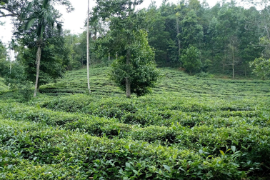 Dự án 5 triệu Euro về cảnh quan bền vững