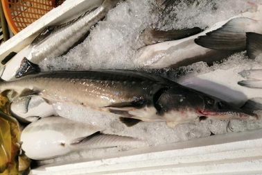 Loạn giá cá tầm lậu Trung Quốc, đề nghị xử nghiêm kẻ tiếp tay