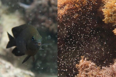 Phát hiện loài cá biết "thuần hóa" sinh vật khác như vật nuôi