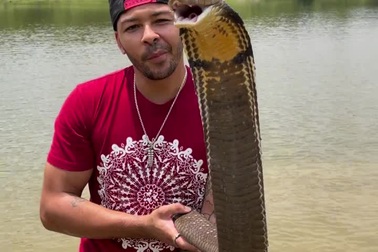 Người đàn ông đùa giỡn với rắn hổ chúa kích thước "khủng"