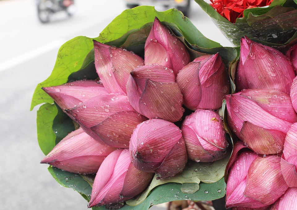 Hà Nội: Hoa sen xuống phố, thơm ngát cả vùng trời! - 2 Hà Nội: Hoa sen xuống phố, thơm ngát cả vùng trời! - 2