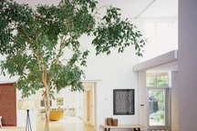 Gợi ý 10 loại cây trồng trong nhà giúp không khí trong lành