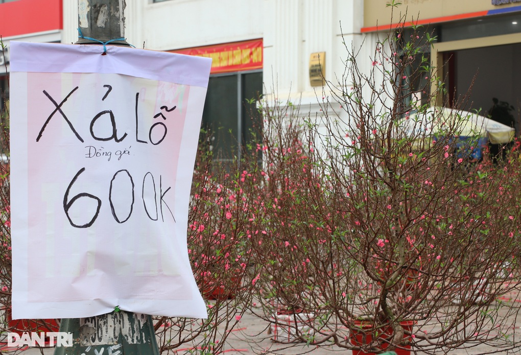 Nghệ An: Vắng bóng khách mua, người bán đào treo biển xả lỗ - 2