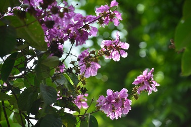 Hà Nội tím biếc mùa hoa bằng lăng